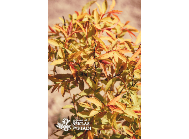 Spiraea japonica   'Flaming Mound'